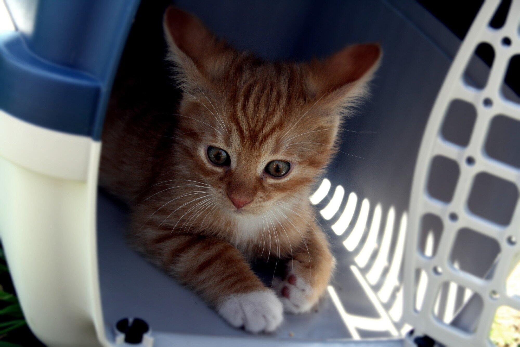 What Every Pet Owner Should Know About Pet Transport Services