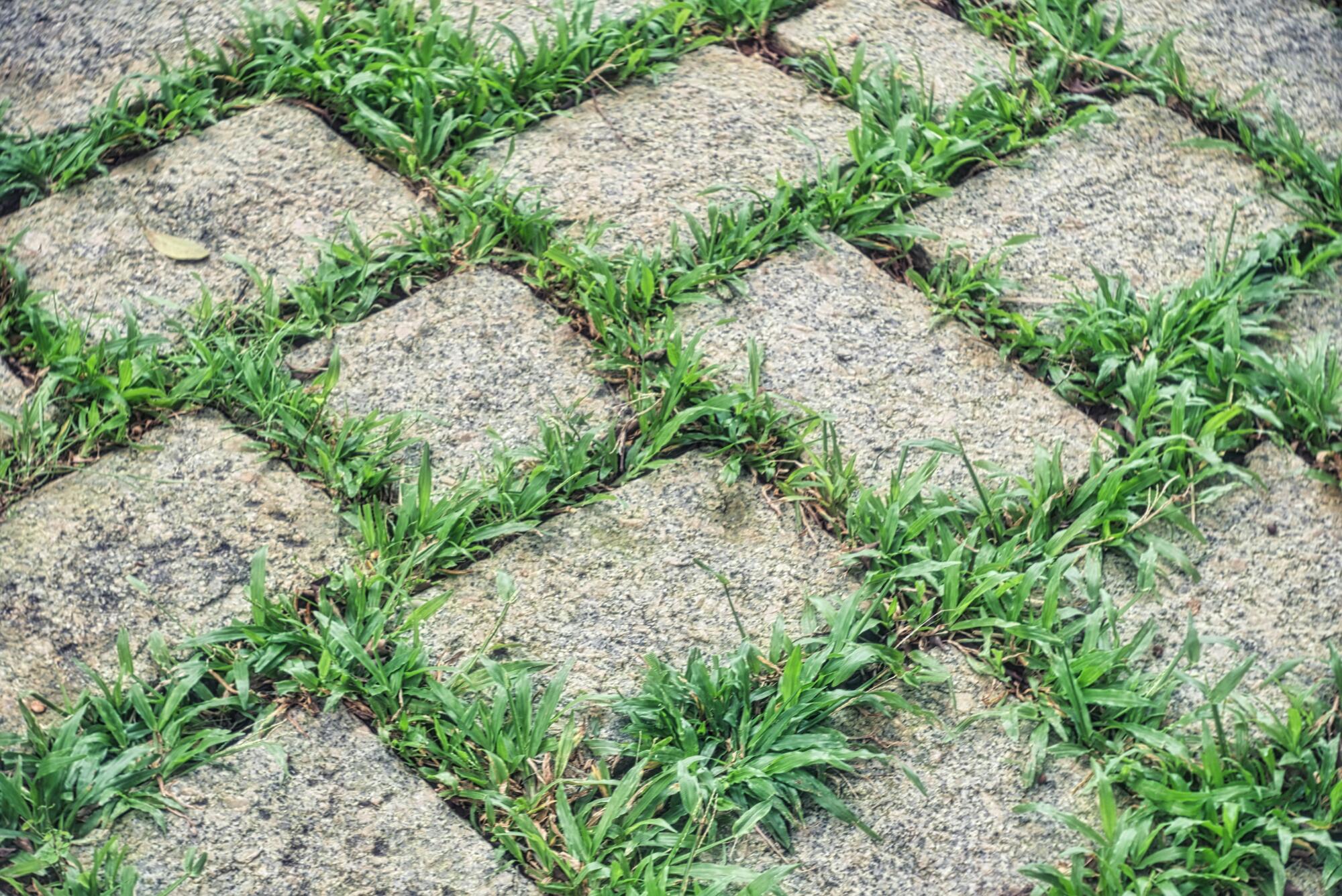 How to Choose the Best Low-Maintenance Ground Cover for Your Garden